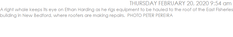 A right whale keeps its eye on Ethan Harding as he rigs equipment to be hauled to the roof of the East Fisheries building in New Bedford, where roofers are making repairs.  PHOTO PETER PEREIRA