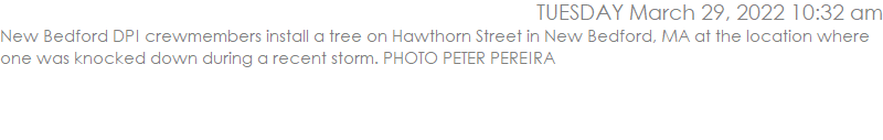 New Bedford DPI crewmembers install a tree on Hawthorn Street in New Bedford, MA at the location where one was knocked down during a recent storm. PHOTO PETER PEREIRA