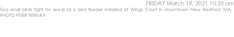 Two small birds fight for seeds at a bird feeder installed at Wings Court in downtown New Bedford, MA.  PHOTO PETER PEREIRA