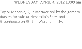 Taylor Meserve, 2, is mesmerized by the gerbera daisies for sale at Nessralla's Farm and Greenhouse on Rt. 6 in Wareham, MA.