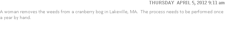 A woman removes the weeds from a cranberry bog in Lakeville, MA.  The process needs to be performed once a year by hand.
