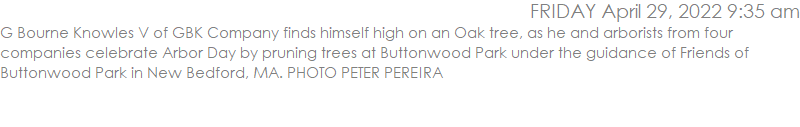 G Bourne Knowles V of GBK Company finds himself high on an Oak tree, as he and arborists from four companies celebrate Arbor Day by pruning trees at Buttonwood Park under the guidance of Friends of Buttonwood Park in New Bedford, MA. PHOTO PETER PEREIRA
