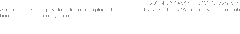 A man catches a scupper while fishing off of a pier in the south end of New Bedford, MA.  In the distance, a crab boat can be seen hauling its catch.