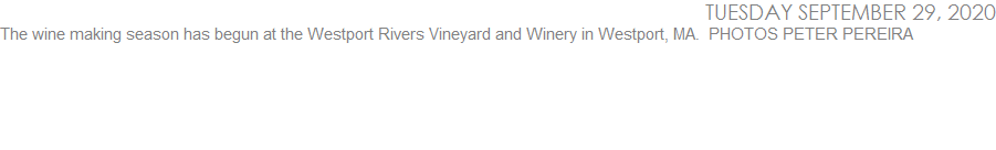 The wine making season has begun at the Westport Rivers Vineyard and Winery in Westport, MA.  PHOTOS PETER PEREIRA