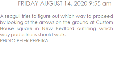 A seagull tries to figure out which way to proceed by looking at the arrows on the ground at Custom House Square in New Bedford outlining which way pedestrians should walk.  PHOTO PETER PEREIRA