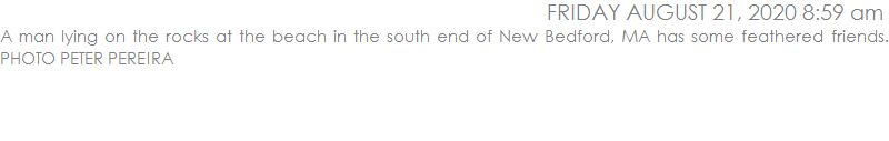 A man lying on the rocks at the beach in the south end of New Bedford, MA has some feathered friends. PHOTO PETER PEREIRA