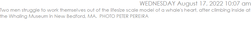 Two men struggle to work themselves out of the lifesize scale model of a whale's heart, after climbing inside at the Whaling Museum in New Bedford, MA.  PHOTO PETER PEREIRA