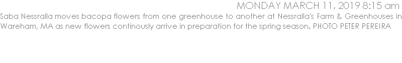 Saba Nessralla moves bacopa flowers from one greenhouse to another at Nessralla's Farm & Greenhouses in Wareham, MA as new flowers continously arrive in preparation for the spring season. PHOTO PETER PEREIRA
