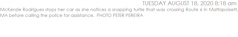 McKenzie Rodrigues stops her car as she notices a snapping turtle that was crossing Route 6 in Mattapoisett, MA before calling the police for assistance.  PHOTO PETER PEREIRA