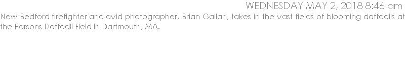 New Bedford firefighter and avid photographer, Brian Gallan, takes in the vast fields of blooming daffodils at the Parsons Daffodil Field in Dartmouth, MA.