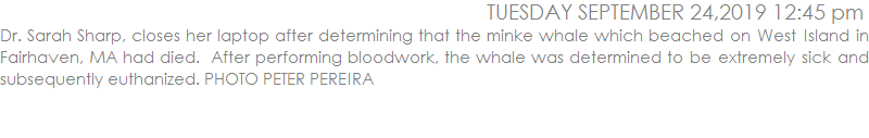 Dr. Sarah Sharp, closes her laptop after determining that the minke whale which beached on West Island in Fairhaven, MA had died.  After performing bloodwork, the whale was determined to be extremely sick and subsequently euthanized.  PHOTO PETER PEREIRA