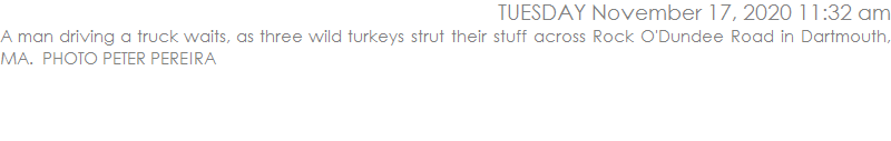 A man driving a truck waits, as three wild turkeys strut their stuff across Rock O'Dundee Road in Dartmouth, MA.  PHOTO PETER PEREIRA