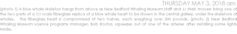 (photo 1) A blue whale skeleton hangs from above as New Bedford Whaling Museum staff and JJ Web movers bring one of the two parts of a 1:1 scale fiberglass replica of a blue whale heart to be shown in the central gallery, under the skeletons of whales.   The fiberglass heart is compromised of two halves, each weighing over 300 pounds. (photo 2) New Bedford Whaling Museum science programs manager, Bob Rocha, squeezes out of one of the arteries after installing some lights inside.