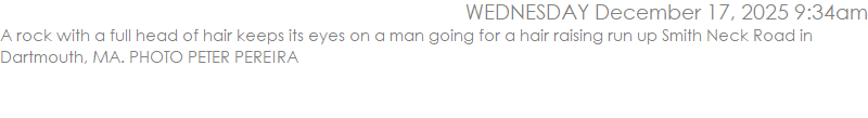 A rock with a full head of hair keeps its eyes on a man going for a hair raising run up Smith Neck Road in Dartmouth, MA. PHOTO PETER PEREIRA