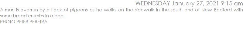 A man is overrun by a flock of pigeons as he walks on the sidewalk in the south end of New Bedford with some bread crumbs in a bag. 