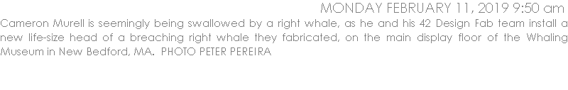 Cameron Murell is seemingly being swallowed by a right whale, as he and his 42 Design Fab team install a new life-size head of a breaching right whale they fabricated, on the main display floor of the Whaling Museum in New Bedford, MA.  PHOTO PETER PEREIRA