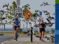 A cyclist and runner are surrounded by pigeons as they make their way down the Blue Lane on West Rodney French Boulevard in New Bedford.