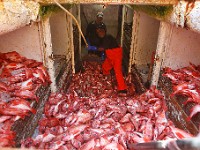 Lumpers, Chris Silva and John Mills are seen below deck as they unload the Acadian redfish from the fishing boat Kyler C at the Whaling City Seafood Display Auction building on Hassey Street in New Bedford.