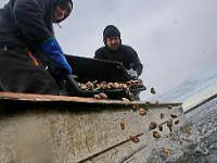 Tyler Lizotte and Cody Jardin of Blue Stream Shellfish dump oysters onto a one-acre oyster restoration site in Nasketucket Bay in Fairhaven. The oysters are from two oyster farms in Fairhaven - both of which are participating in the second round of The Nature Conservancy and Pew Charitable Trust.