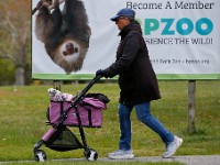 A two-toed sloth looks on curiously as a woman walks her dog in a cart past a Buttonwood Park Zoo poster in New Bedford.