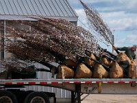 Peter Thornton, owner of Sylvan Nursery in Westport, unloads tupelo trees from the back of a truck as the first shipment of trees arrives in preparation for Spring season.