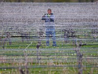 Luis Quezada is seen between the steel cables that hold up the vines as he trims them in preparation for growing season at Westport Rivers Vineyard & Winery in Westport.