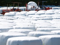 Jimmy Borges of Sylvan Nursery is surrounded by over two thousand hay bales wrapped in cellophane as he tries to finish wrapping the final bales on a field in Westport in preparation for the fall season. These bales will eventually be used to feed beef cows.