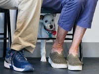 Goose hides under his owners legs, Sam and Soo Barnard during a puppy class at the Eric Letendre Dog Training School on State Road in Westport