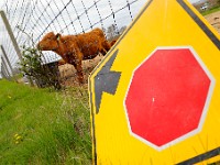 A young calf does not heed to the stop sign as it continues to eat from a bush growing outside of its enclosure in Westport.