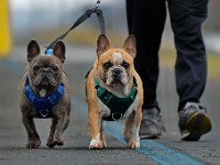 John Semedo takes his two dogs, Kobe and Blu, for a walk around the Blue Lane walk around the south end of New Bedford.