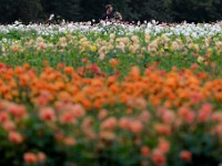 Tucker Manley, owner, is surrounded by colorful dahlias as he picks pink ones at the new Russells Mills Flower Co. field off of Horseneck Road in Westport.