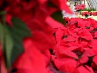 Rhonda Leblanc of Nessralla Farm in Wareham organizes over five hundred poinsettias in preparation for the the holiday season.