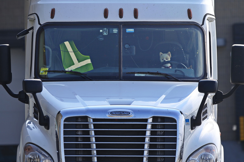 A small dog seems to be driving a large semi-trailer truck parked at State Pier in New Bedford, MA. PHOTO PETER PEREIRA