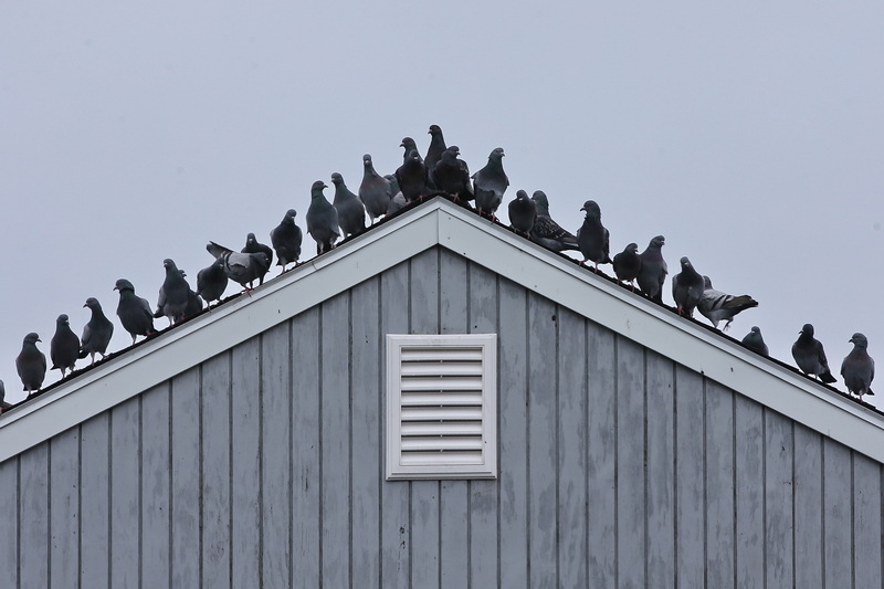 Pigeons hang out on the top section of a roof in downtown New Bedford, MA.  PHOTO PETER PEREIRA