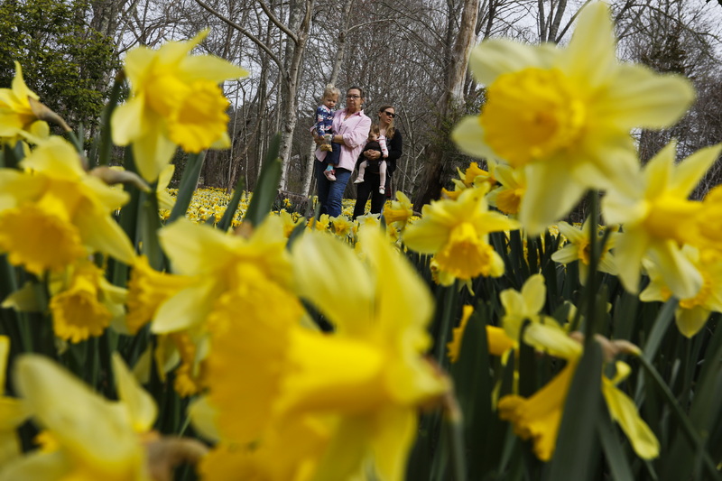 Heidi Reid takes her grandaughter Mae Larsen, 3, for a walk followed by her daughter Mackenzie Larsen and her other granddaughter Roslin Larsen at the Parsons Reserve Daffodil Field in Dartmouth, MA.  PHOTO PETER PEREIRA