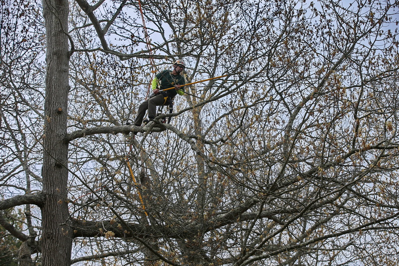 Matt Hendricks of G Bourne Knowles prunes some trees near the playground on Arbor day at Buttonwood Park in New Bedford, MA. PHOTO PETER PEREIRA