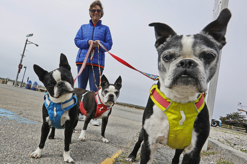 Carla Fitzgerald takes her three Boston Terriers, Pumpkin, Pickles and Bo, for a walk in Mattapoisett, MA.  PHOTO PETER PEREIRA