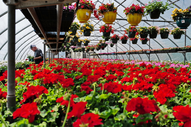 Sunny Fuller picks some germaniums inside of one of the greenhouses at Lawrence Family Greenhouses on Hathaway Road in New Bedford, MA. PHOTO PETER PEREIRA