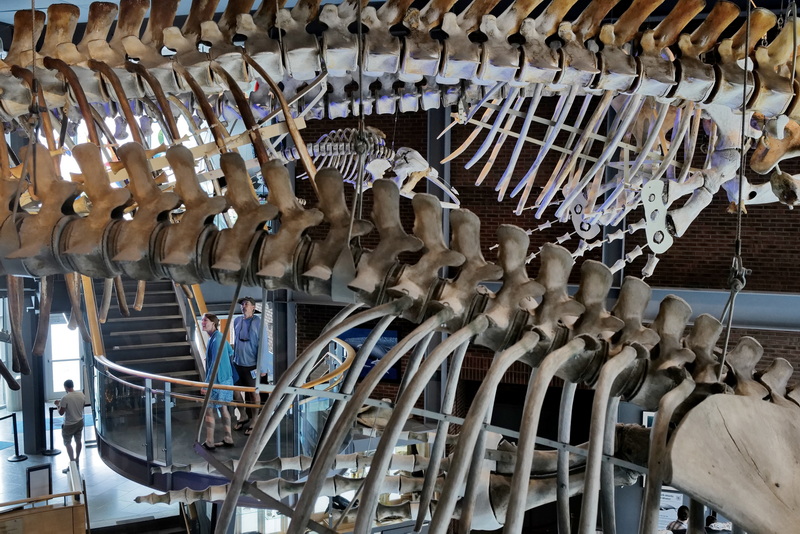 Two visitors to the New Bedford Whaling Museum stare up in awe as they take in the iconic whale skeletons hanging from the ceiling.  PHOTO PETER PEREIRA