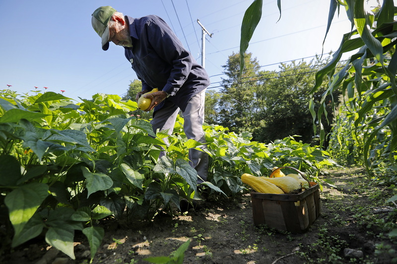 Bob Peckham of The Golden Robin farm harvests summer squash at his farm on Horseneck Road in Westport, MA.  PHOTO PETER PEREIRA