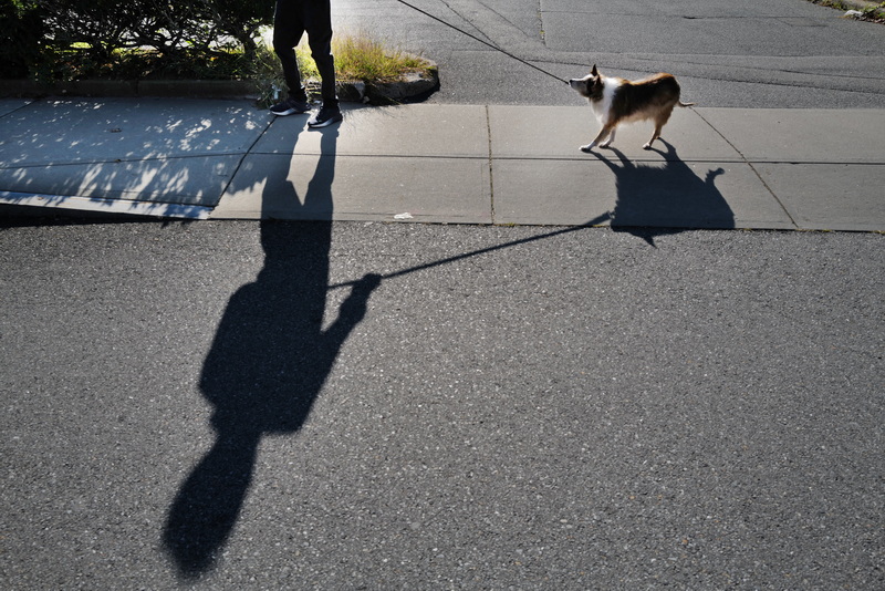 A man urges his pet dog to follow him while walking down Union Street in Middleboro, MA. PHOTO PETER PEREIRA