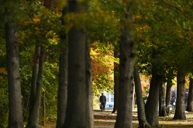 Bill Barnes is surrounded by the colors of Autumn as he walks his dog Ava around Buttonwood Park in New Bedford, MA. PHOTO PETER PEREIRA