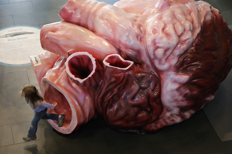 A young girl emerges from one of the arteries of a 1:1 scale fiberglass replica of a blue whale heart at the New Bedford Whaling Museum. PHOTO PETER PEREIRA