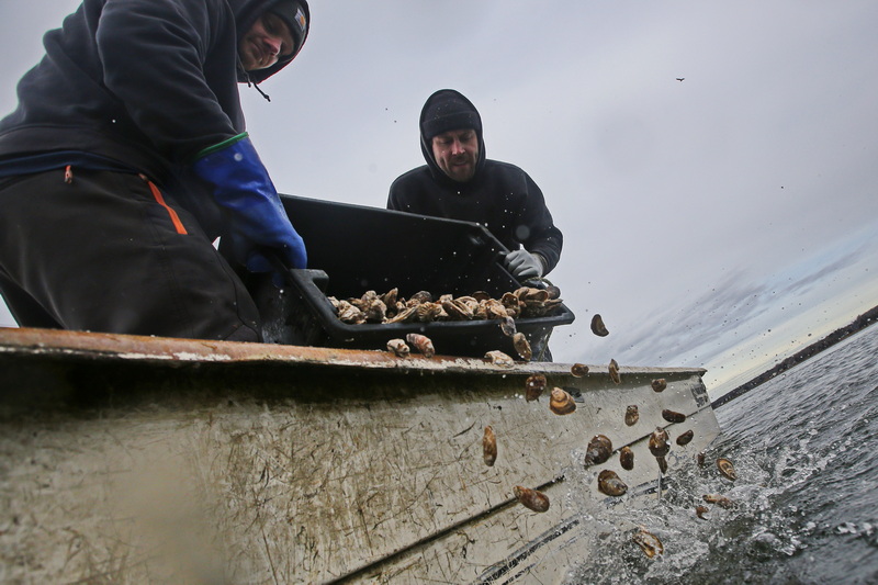 Tyler Lizotte and Cody Jardin of Blue Stream Shellfish dump 'ugly' oysters into a section of the Nasketucket Bay in Fairhaven, MA as part of a program by The Nature Conservancy to re-populate oyster fields with oyster which are not of the visual quality required by restaurants.  PHOTO PETER PEREIRA