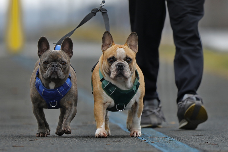 John Semedo takes his two dogs, Kobe and Blu, for a walk around the Blue Lane walk around the south end of New Bedford, MA. PHOTO PETER PEREIRA