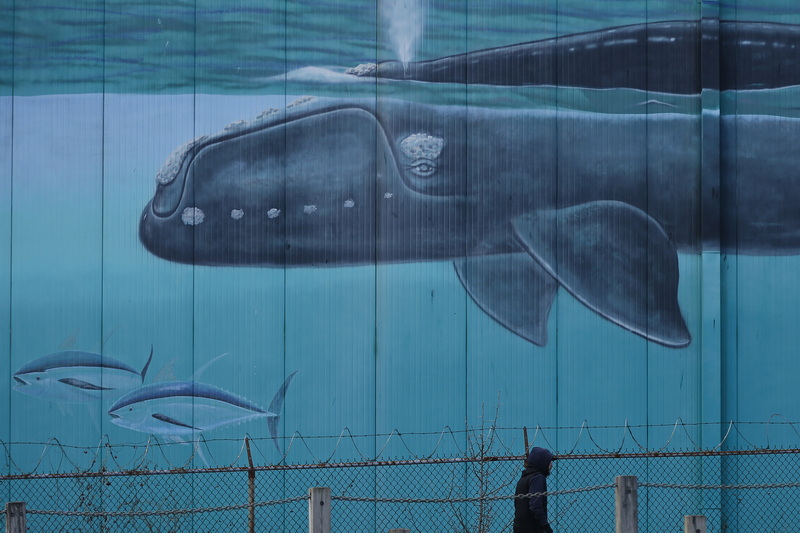 A giant humpback whale painted on the side of the West Terminal Cold Storage Warehouse keeps its eye on a man walking up MacArthur Drive in New Bedford, MA. PHOTO PETER PEREIRA