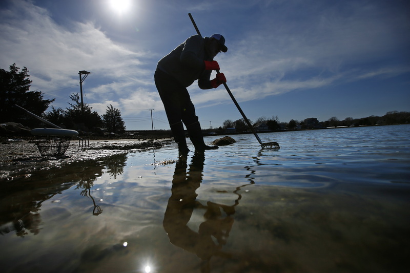 Mike Chamberlain takes advantage of the low tide to dig for quahogs at Apponagansett Beach in Dartmouth, MA. PHOTO PETER PEREIRA