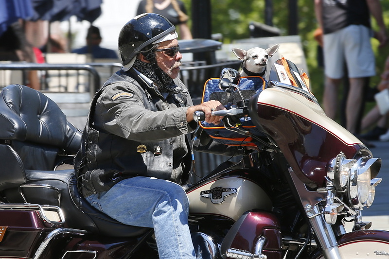 A man and a small dog ride their motorcycle down N Water Street in downtown New Bedford, MA. PHOTO PETER PEREIRA