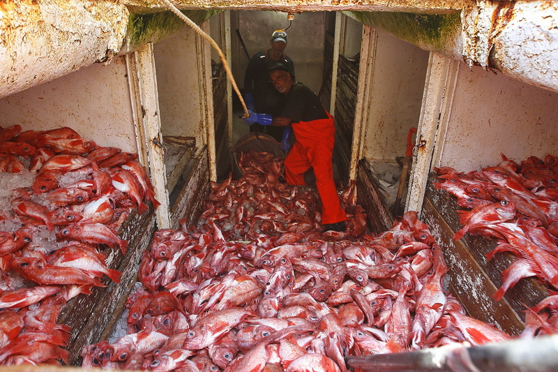 Lumpers, Chris Silva and John Mills, are seen below deck as they unload the Acadian redfish from the fishing boat Kyler C at the Whaling City Seafood Display Auction building on Hassey Street in New Bedford, MA. PHOTO PETER PEREIRA