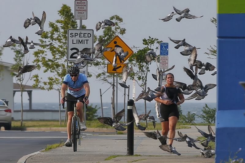 A cyclist and runner are surrounded by pigeons as they make their way down the Blue Lane on West Rodney French Boulevard in New Bedford, MA.  PHOTO PETER PEREIRA